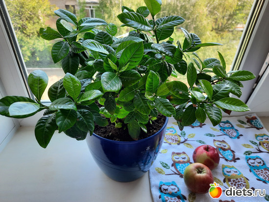 68 фото: Моя оранжерея 2021