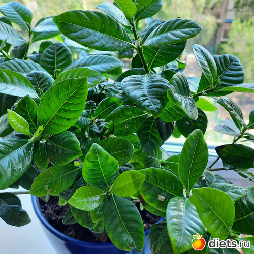 красавица, листья-просто чудо чудесное, альбом: Моя оранжерея 2021