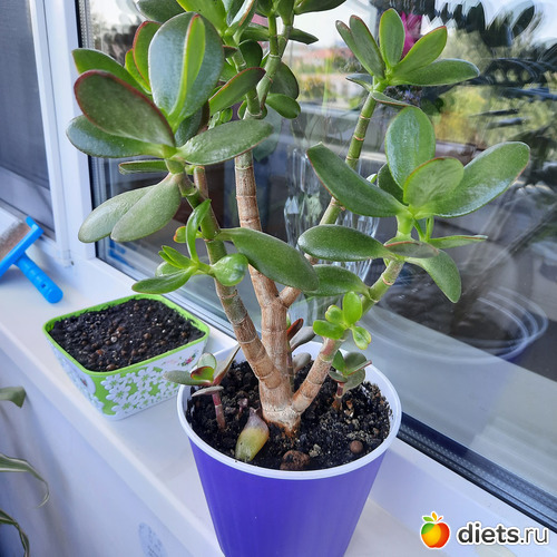 крассула, альбом: Моя оранжерея 2021