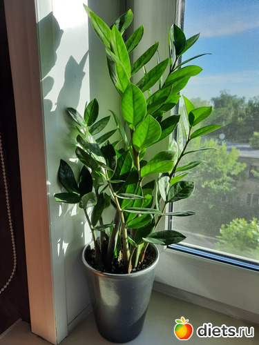 такая зелень! на то и долларовое (замиокулькас, запомнила))), альбом: Моя оранжерея 2021