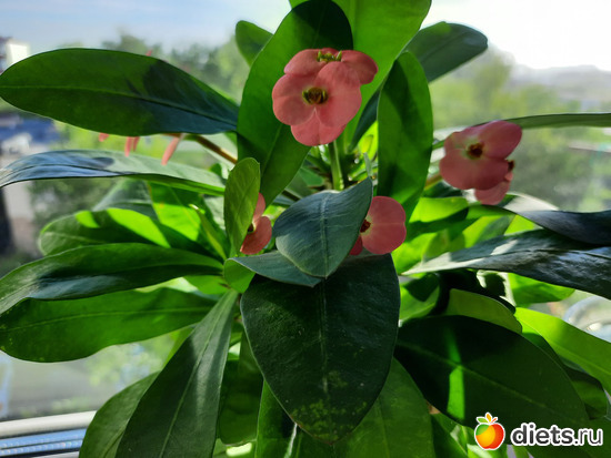 утренняя нежность, альбом: Моя оранжерея 2021