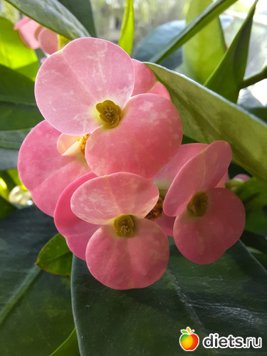 очень нравится мне этот цветочек..., альбом: Моя оранжерея 2021