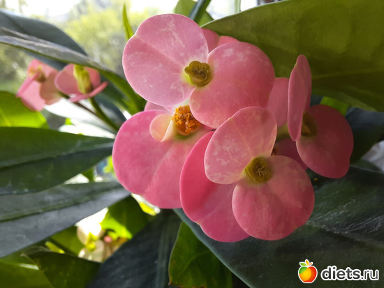 Очень нежный цветок. В моей оранжерее теперь самый любимый, альбом: Моя оранжерея 2021