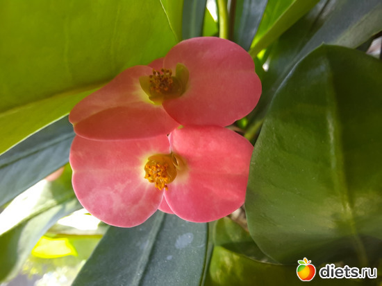 парочка, альбом: Моя оранжерея 2021