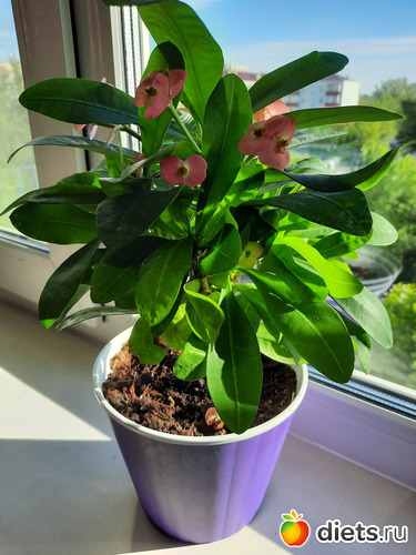 Милли любит солнышко и тогда цветёт, альбом: Моя оранжерея 2021