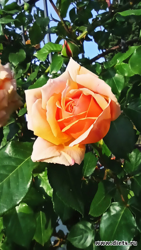 114 фото: Канака 28/05-06/06/2021