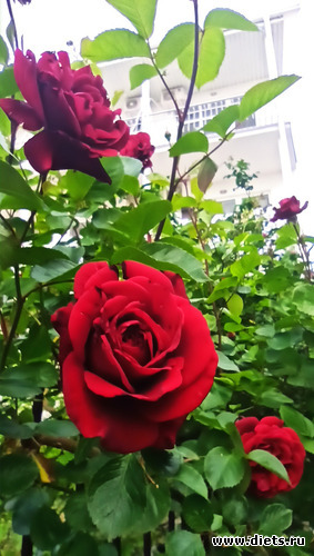 115 :  28/05-06/06/2021