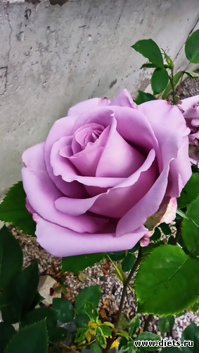 116 :  28/05-06/06/2021