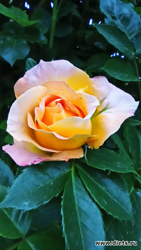 118 :  28/05-06/06/2021