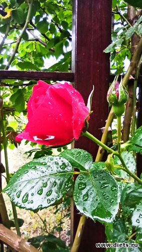 121 :  28/05-06/06/2021