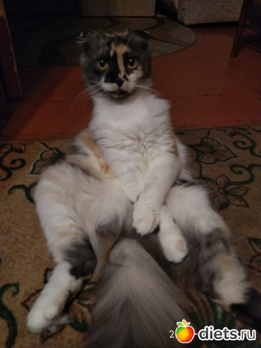 23 фото: Котики