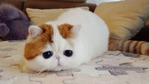 А как у вас?
