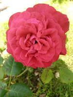 38-� ���� �������!! � � �������!!!