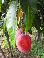 Проращиваю росточки манго!