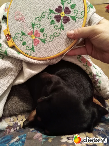 Такса Несси. Любимое занятие - спать у мамы на ручках. И пофигу, что мама занята, альбом: Наши домашние животные