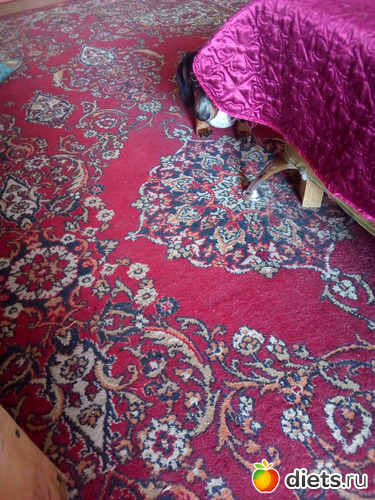 Такса Несси. Сидит и гипнотизирует маму, потому что Несси сперла ЦЕЛУЮ курицу со стола, а мать-злодейка отобрала😭😭😭, альбом: Наши домашние животные