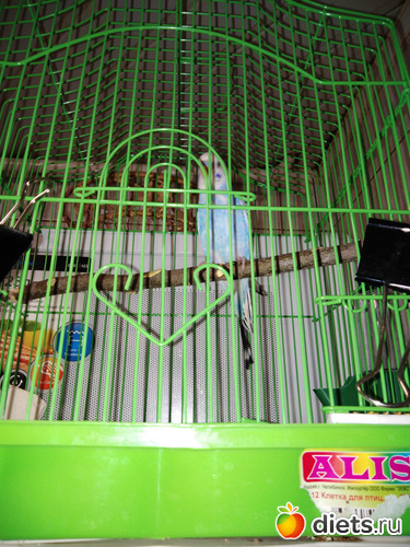 Попугай Лаврик (Лаврентий) любит петь и купаться в аквариуме, альбом: Наши домашние животные