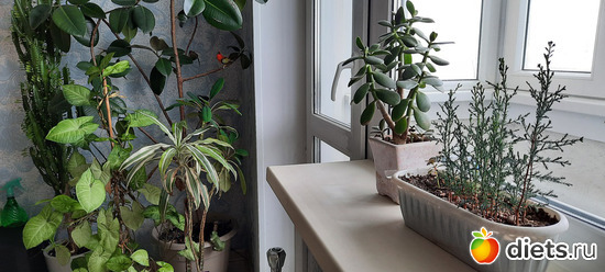 мои кипарисики растут, альбом: Моя оранжерея 2021