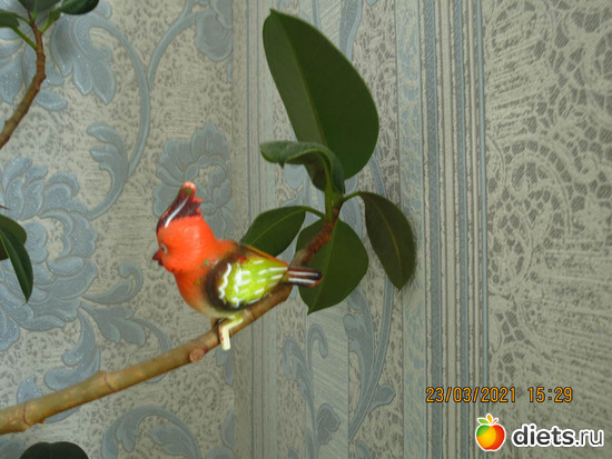 а дома - весна!, альбом: Моя оранжерея 2021