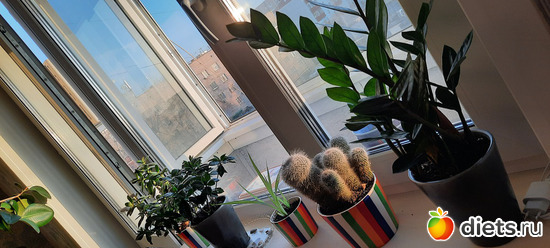 утреннее солнышко, альбом: Моя оранжерея 2021