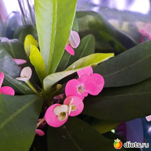 26 фото: Моя оранжерея 2021