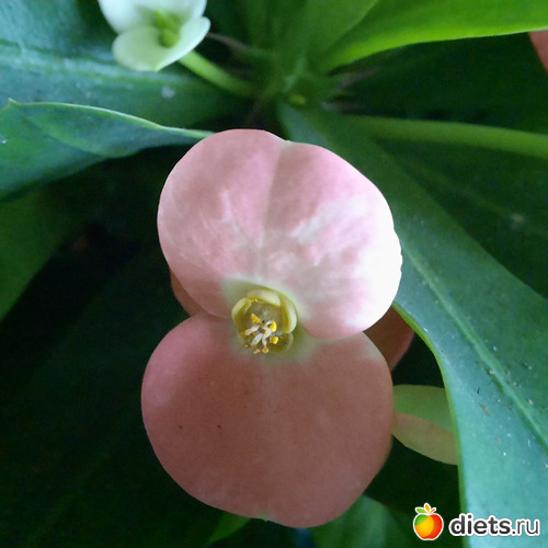 растение одно, а цветы все разные., альбом: Моя оранжерея 2021