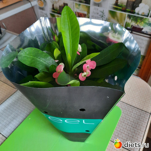 усыновили, приехал домой))), альбом: Моя оранжерея 2021