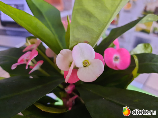 красота и нежность, альбом: Моя оранжерея 2021