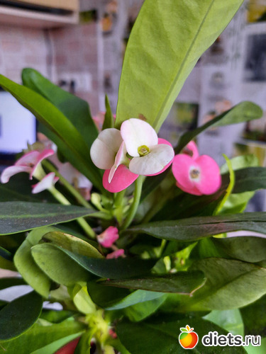 30 фото: Моя оранжерея 2021