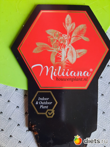 31 фото: Моя оранжерея 2021