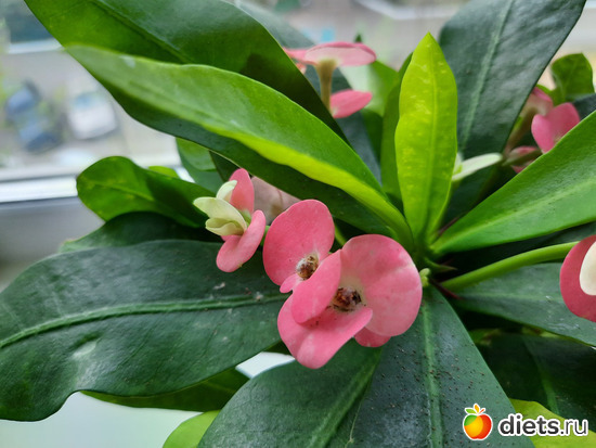 32 фото: Моя оранжерея 2021