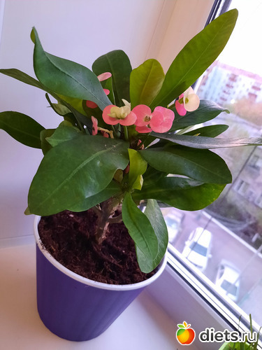 в новом "домике", альбом: Моя оранжерея 2021