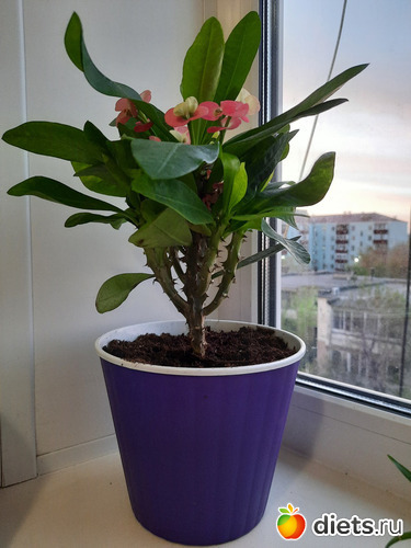 даже колючки симпатичные, альбом: Моя оранжерея 2021