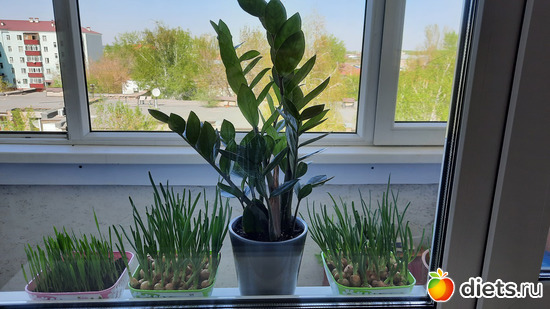 мой первый "огород" на подоконнике, альбом: Моя оранжерея 2021