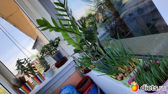 всё радуется солнышку и теплу, альбом: Моя оранжерея 2021