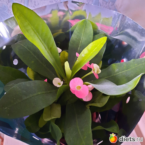 моя новая прелесть, альбом: Моя оранжерея 2021