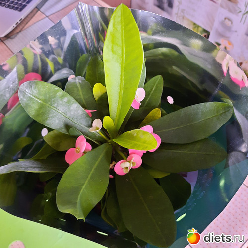 ещё в упаковочке, альбом: Моя оранжерея 2021