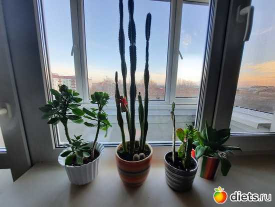 цветочки снова перекочевали домой, альбом: Моя оранжерея 2021