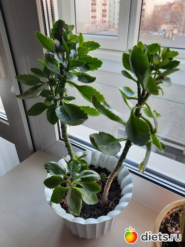 каанхое пытается превратиться в шлангу, но я его купирую, может цветы даст к зиме, альбом: Моя оранжерея 2021