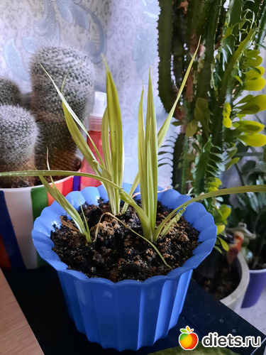 с работы хоть пандануса клок))), альбом: Моя оранжерея 2021