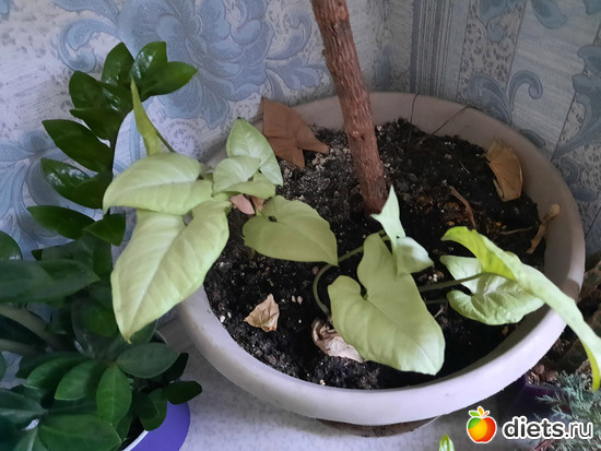 подсадила вьюн к фикусу (чего я к нему уже не подсаживала))), альбом: Моя оранжерея 2021