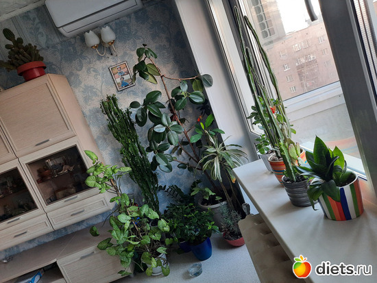 моя нонешняя оранжерея (не вся), альбом: Моя оранжерея 2021