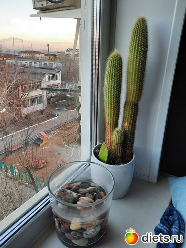 мой переселенец, хорошо так подрос на солнышке, альбом: Моя оранжерея 2021