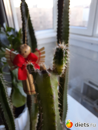 а этот хотела оставить, а он вдруг в кои веки выпустил два отросточка на срезе и я его поняла))), альбом: Моя оранжерея 2021