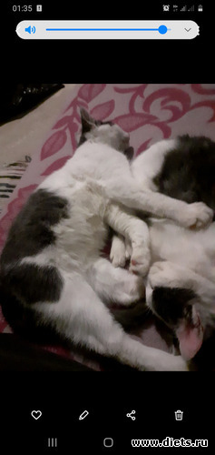 2 фото: Кошки