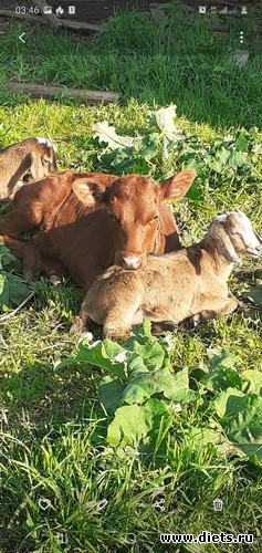 1 фото: Мои животные