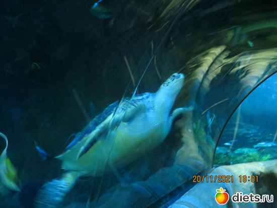 черепаха огроменная, альбом: в мире животных 2023