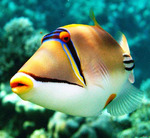 2 круг, рыба