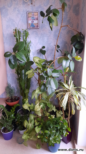 всё с балкона занесла и с подоконников убрала, альбом: Моя оранжерея 2021