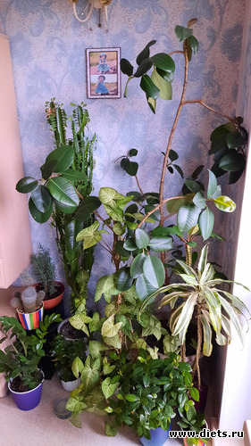 73 фото: Моя оранжерея 2021